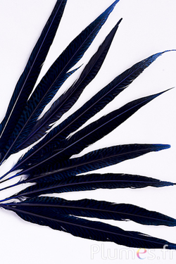 Faisan doré - 20-35 cm - bleu nuit